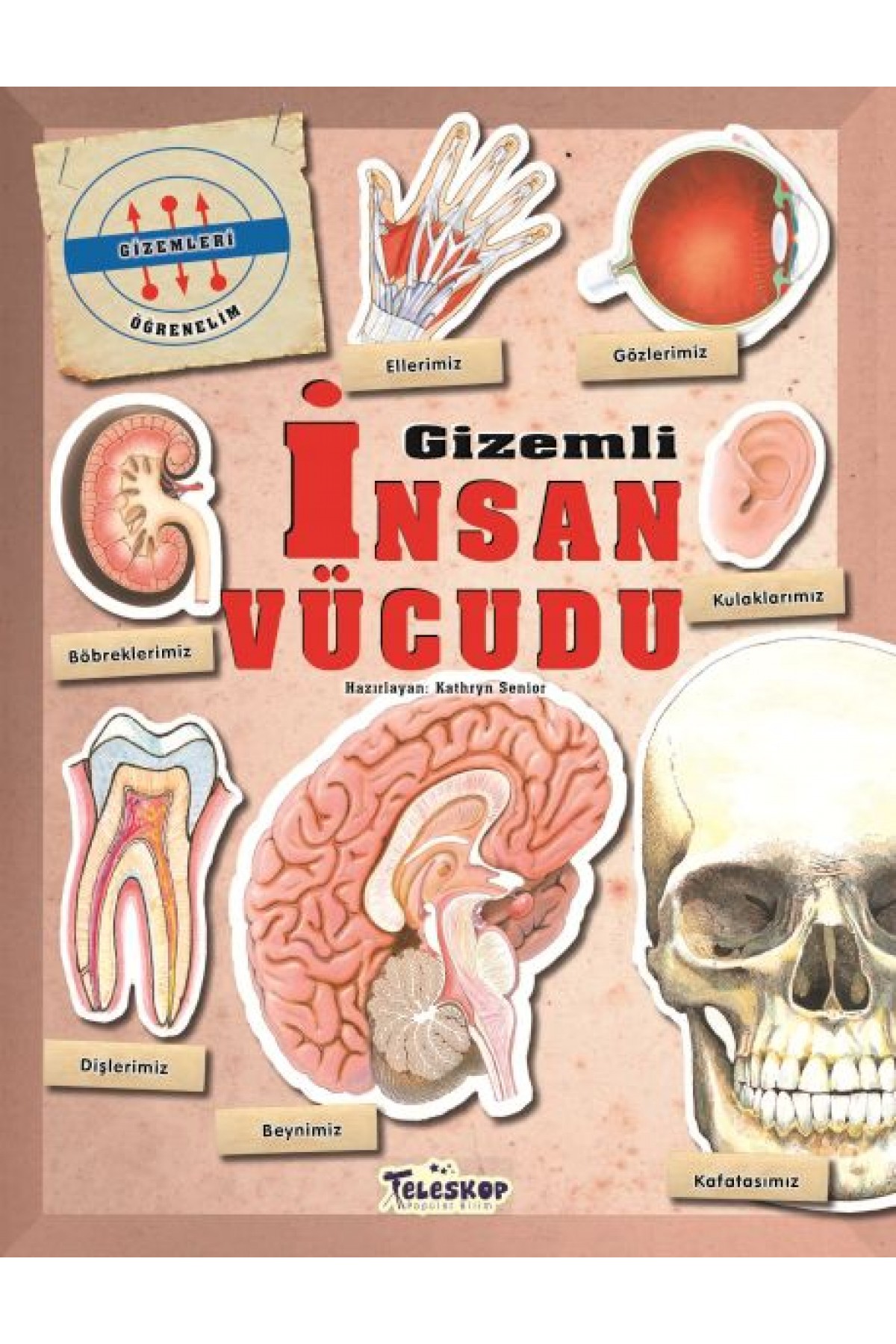 Gizemleri Öğrenelim - Gizemli İnsan Vücudu