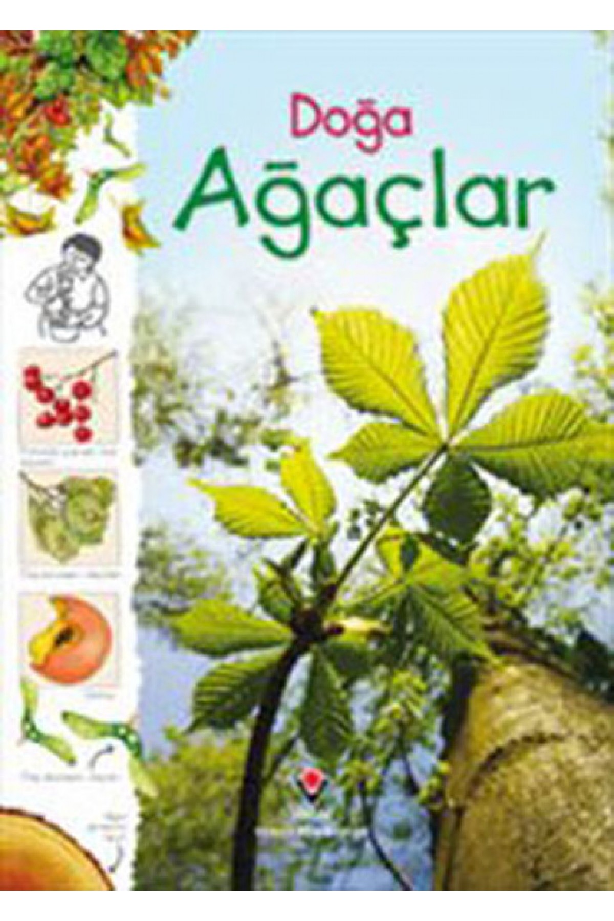 Doğa - Ağaçlar