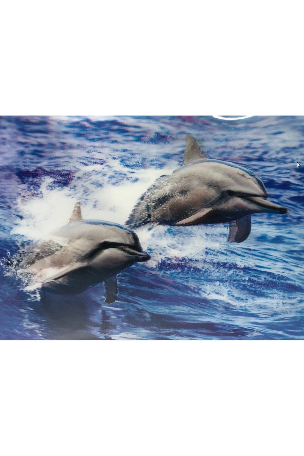 5D Elmas Boyama Sevimli Yunuslar İkili Yunus Resmi Tablosu 30x40 cm (Lisinya)
