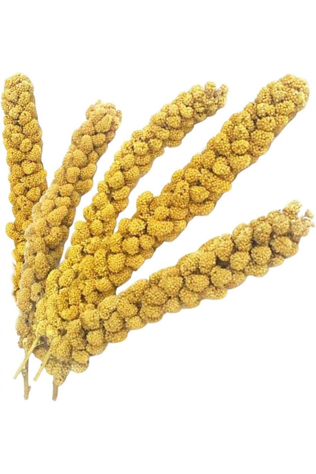 Vitaking Kuşlar İçin Doğal Sarı Dal Darı 100 gr Vitaking Kuşlar İçin Doğal Sarı Dal Darı 100 gr