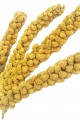 Vitaking Kuşlar İçin Doğal Sarı Dal Darı 100 gr Vitaking Kuşlar İçin Doğal Sarı Dal Darı 100 gr