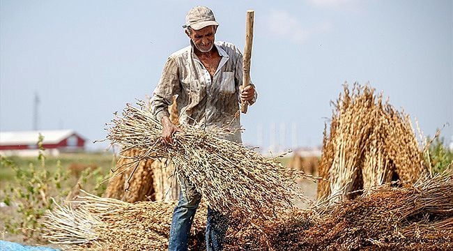 Lisinya Kavrulmuş Susam 500 G