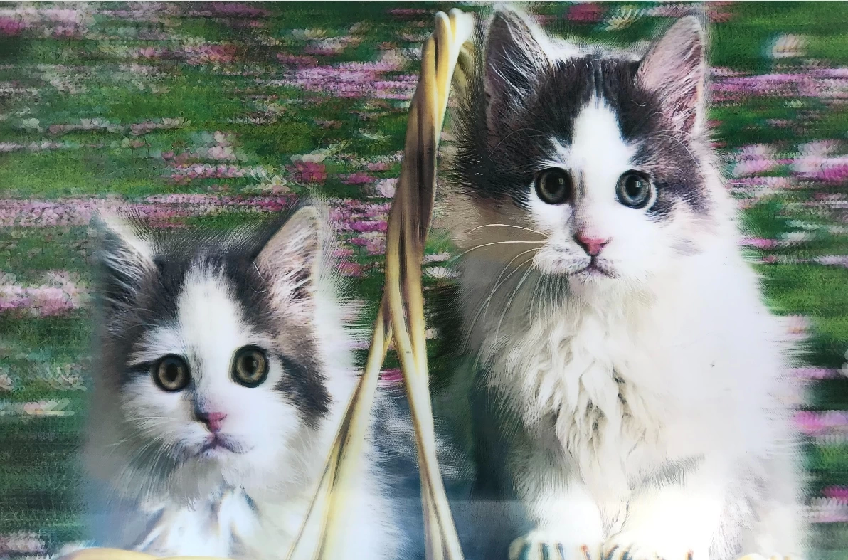 3 Boyutlu Resim Sevimli Kediler İkili Kedi Resmi Tablosu 40x60 Cm - Lisinya 3 Boyutlu Resim Sevimli Kediler İkili Kedi Resmi Tablosu 40x60 Cm - Lisinya