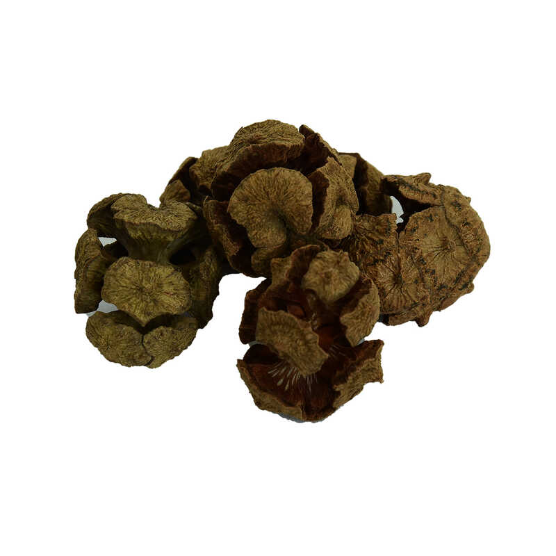 Lisinya214 Selvi Kozalağı Doğal 100 Gr Paket