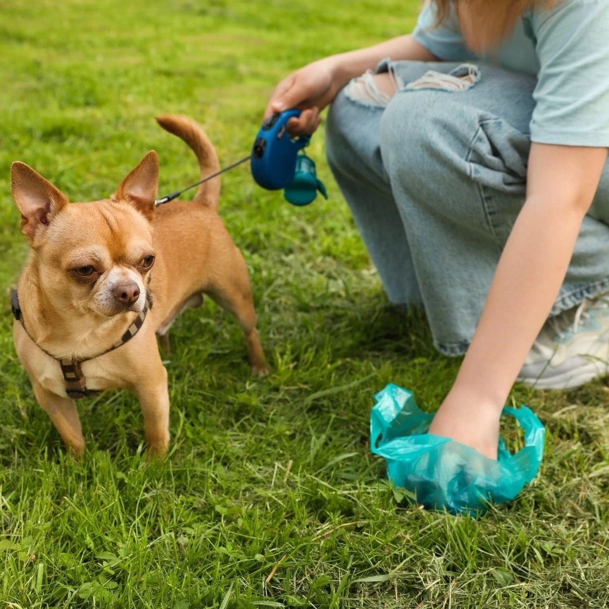 10 Adet Evcil Hayvan Kullan At Kaka Poşeti ( Lisinya ) 10 Adet Evcil Hayvan Kullan At Kaka Poşeti ( Lisinya )