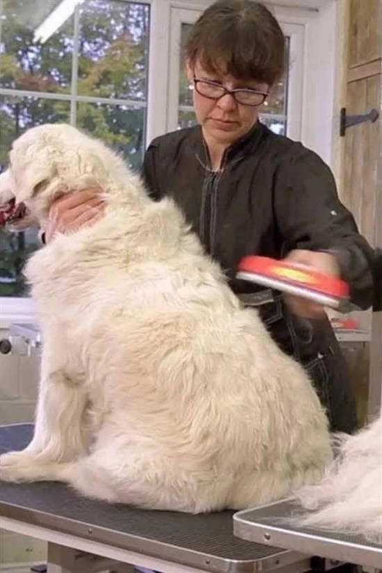 23 Kg Üzeri Uzun Tüylü Köpekler İçin Tüy Toplayıcı Ergonomik Tarak ( Lisinya ) 23 Kg Üzeri Uzun Tüylü Köpekler İçin Tüy Toplayıcı Ergonomik Tarak ( Lisinya )