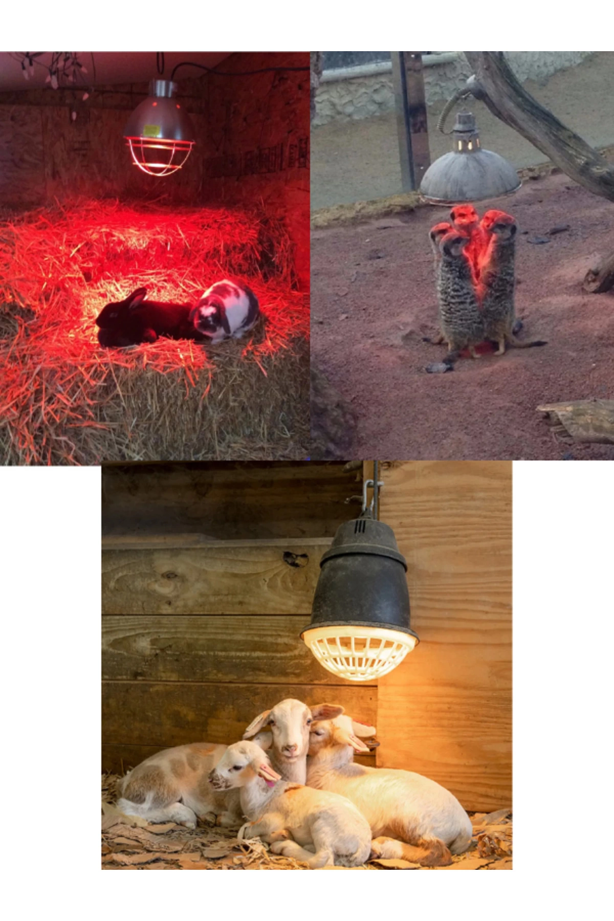 250W Kızılötesi (infrared) Isıtıcılı Hayvan Isıtma ve Kuluçka Lambası (Kırmızı Işık) E27 (Kalın Duy) ( Lisinya )