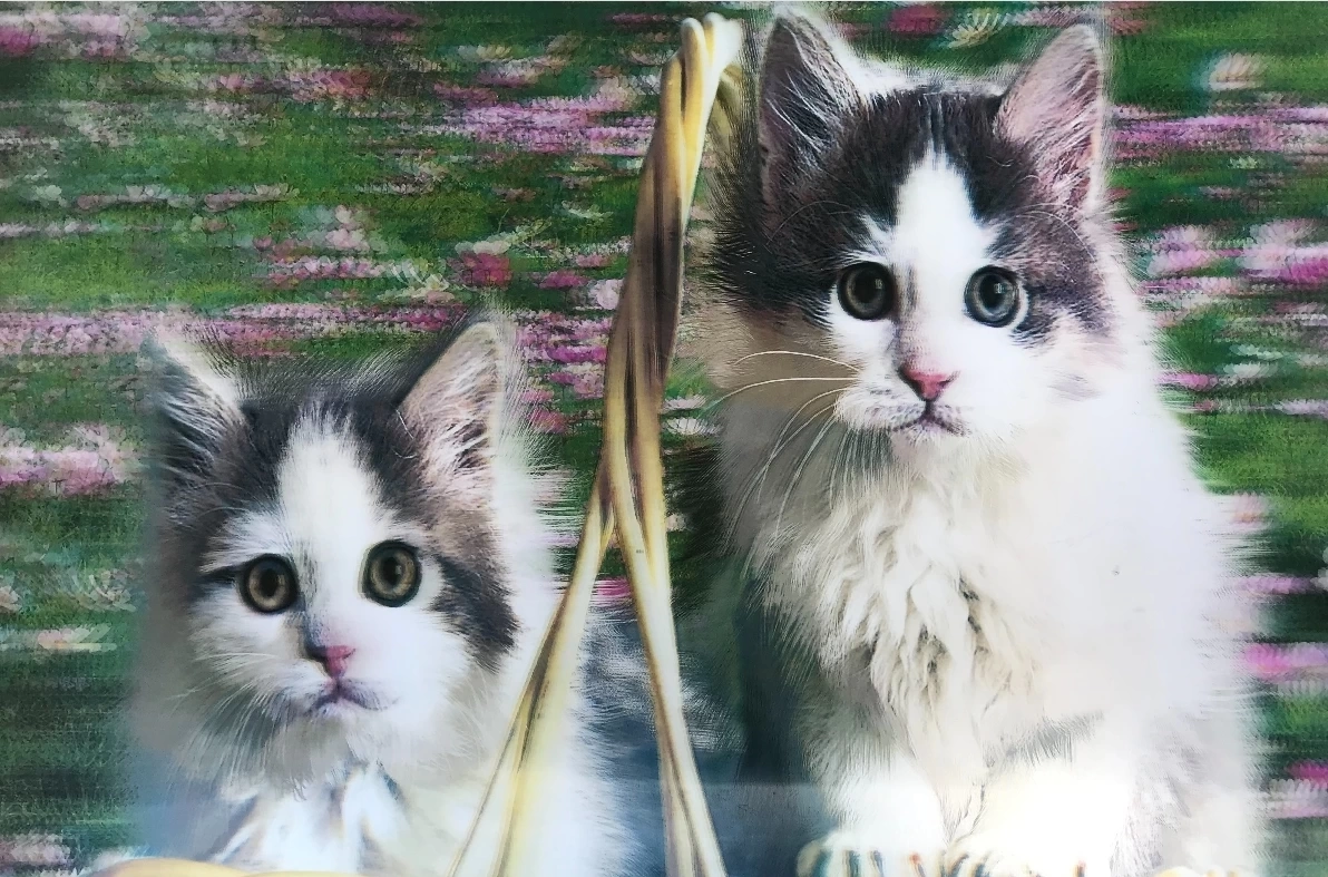 3 Boyutlu Resim  Sevimli Kediler İkili Kedi Resmi Tablosu 40x60 Cm ( Lisinya )
