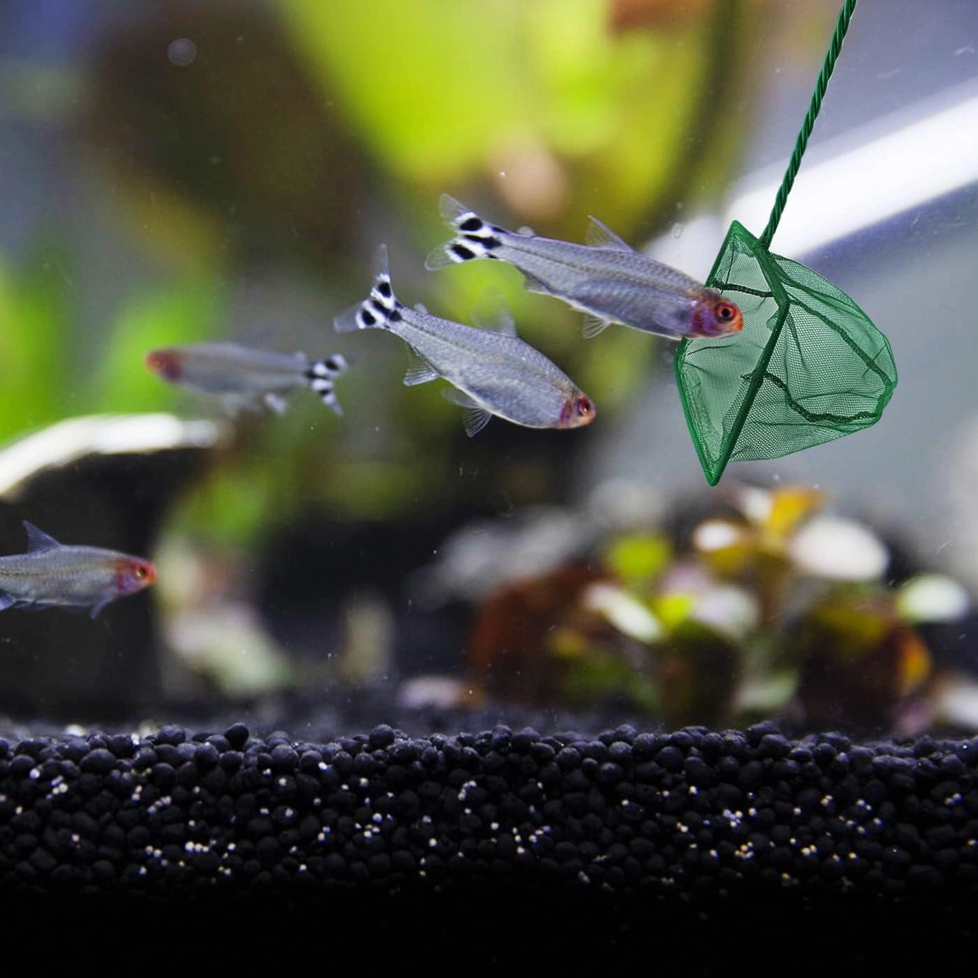 Akvaryum Balık Kepçesi 12 Cm. ( Lisinya ) Akvaryum Balık Kepçesi 12 Cm. ( Lisinya )