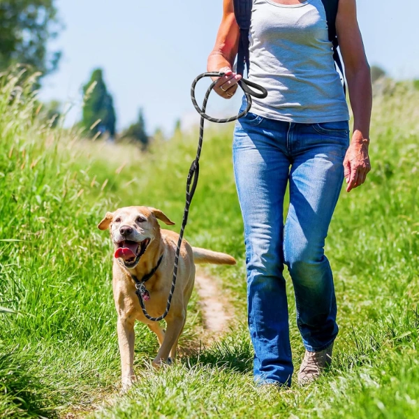 Evcil Hayvan Fitil Gezdirme Tasması 8 Mm X 120 Cm ( Lisinya )