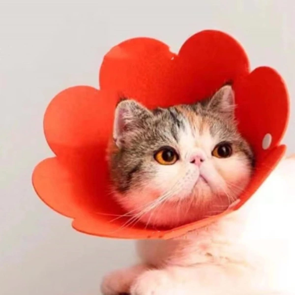 Evcil Hayvan L Boy Keçe Elizabeth Yakalığı ( Lisinya )