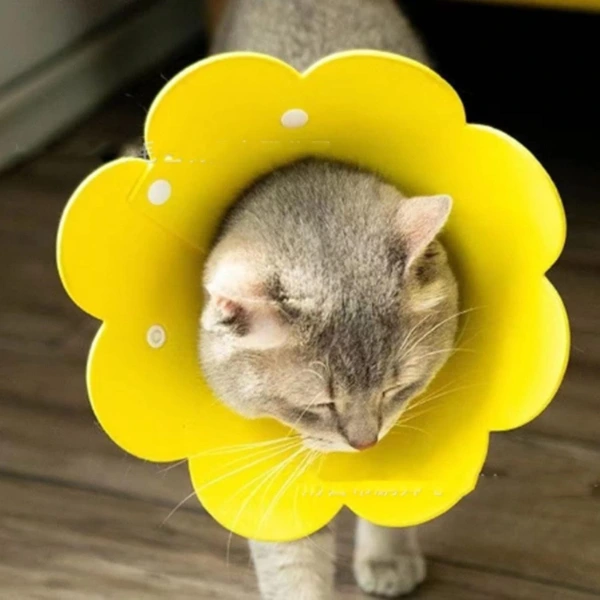 Evcil Hayvan M Boy Keçe Elizabeth Yakalığı ( Lisinya )