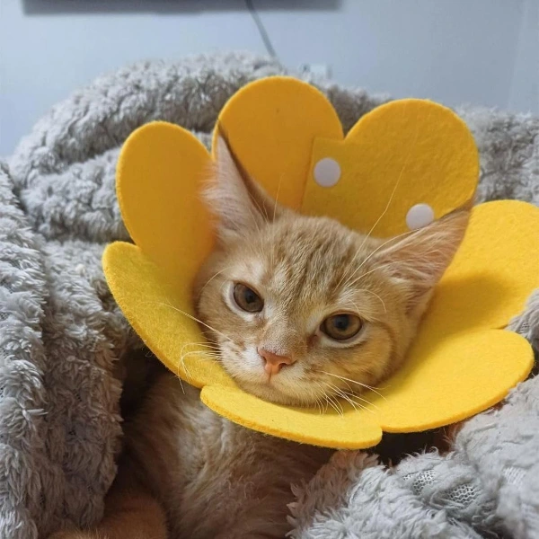 Evcil Hayvan Xl Boy Keçe Elizabeth Yakalığı ( Lisinya )