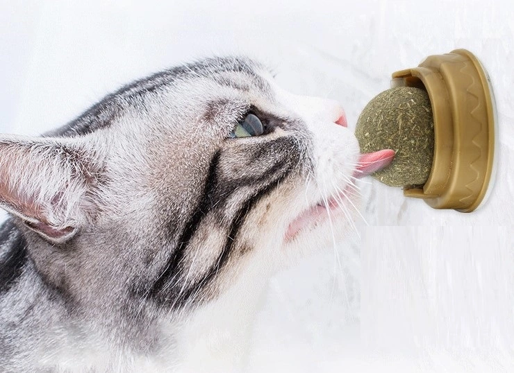 Kedi Otu Oyun Topu ( Lisinya )