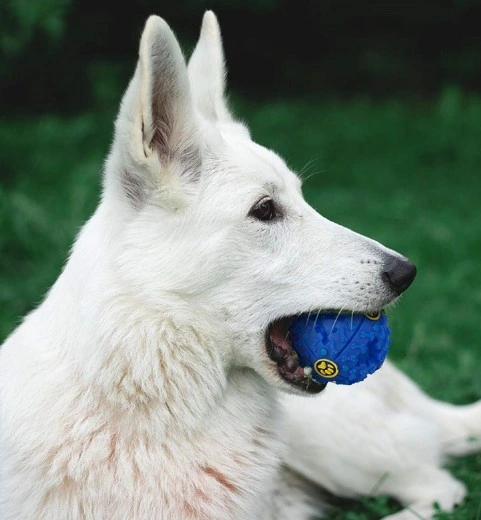 Seslı Mama Oyun Topu ( Lisinya ) Seslı Mama Oyun Topu ( Lisinya )