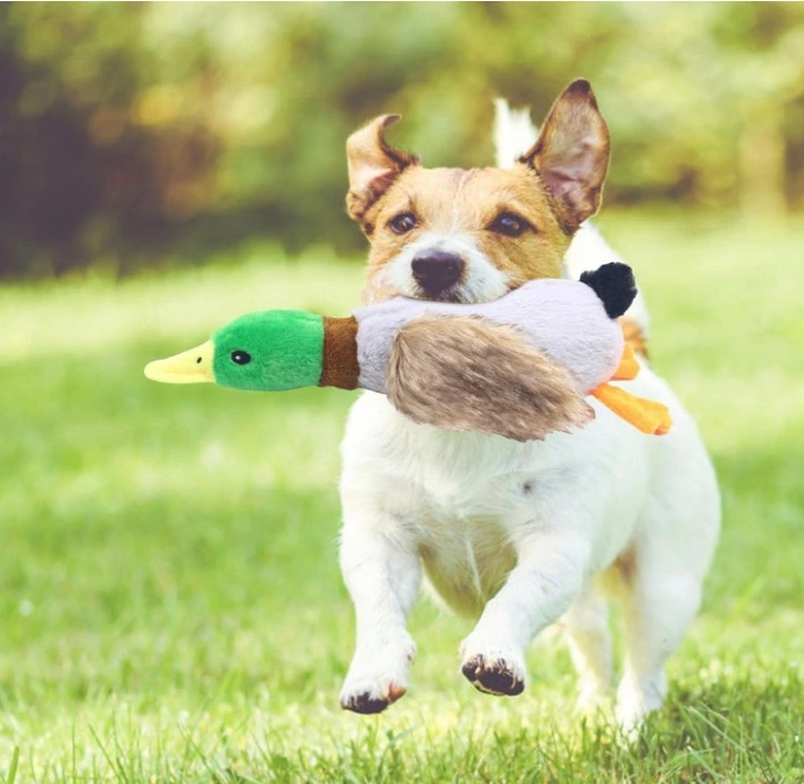 Sesli Ördek Şekilli Peluş Köpek Oyuncağı ( Lisinya ) Sesli Ördek Şekilli Peluş Köpek Oyuncağı ( Lisinya )