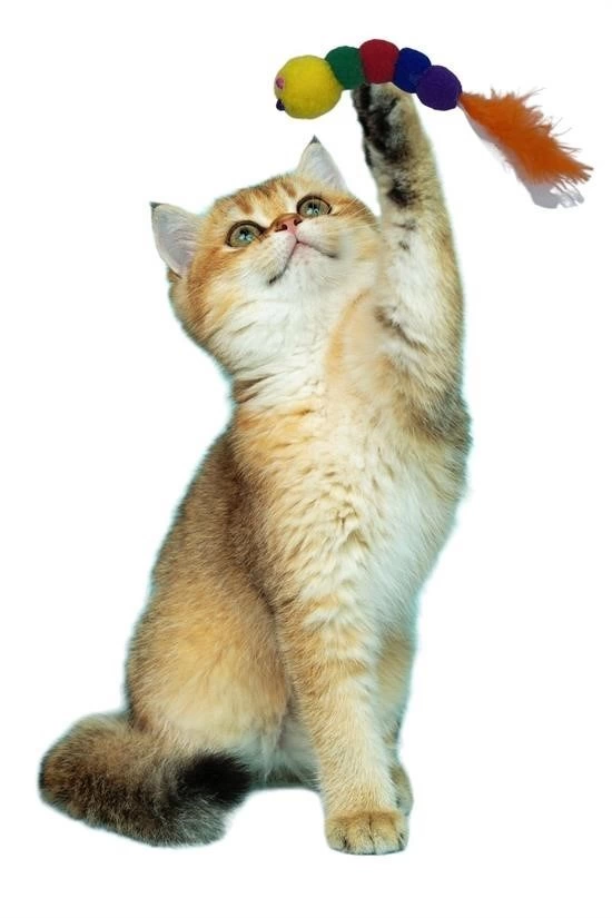 Yumuşacık İpli Tırtıl Şeklinde Rengarenk Sevimli Evcil Hayvan Oyuncağı ( Lisinya ) Yumuşacık İpli Tırtıl Şeklinde Rengarenk Sevimli Evcil Hayvan Oyuncağı ( Lisinya )