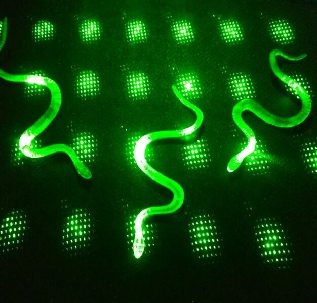 Şaka Yılan ve Kırkayak Karışık 36 Adet - Lisinya Şaka Yılan ve Kırkayak Karışık 36 Adet - Lisinya