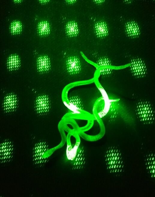 Şaka Yılan ve Kırkayak Karışık 36 Adet - Lisinya Şaka Yılan ve Kırkayak Karışık 36 Adet - Lisinya