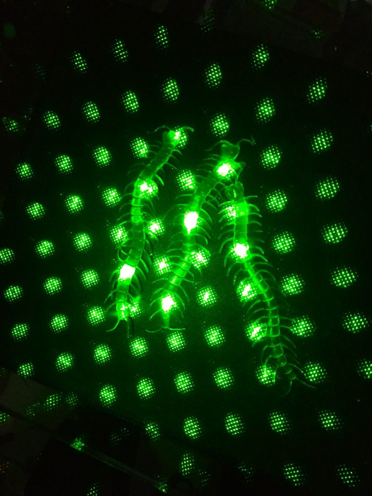 Şaka Yılan ve Kırkayak Karışık 36 Adet - Lisinya Şaka Yılan ve Kırkayak Karışık 36 Adet - Lisinya