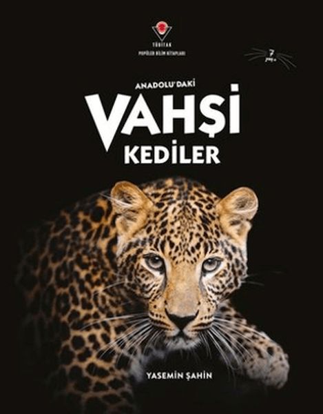Anadolu'Daki Vahşi Kediler Anadolu'Daki Vahşi Kediler