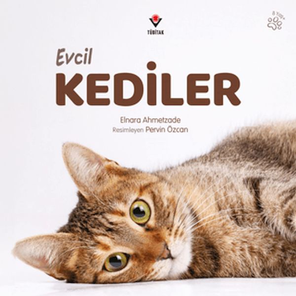 Evcil Kediler Evcil Kediler