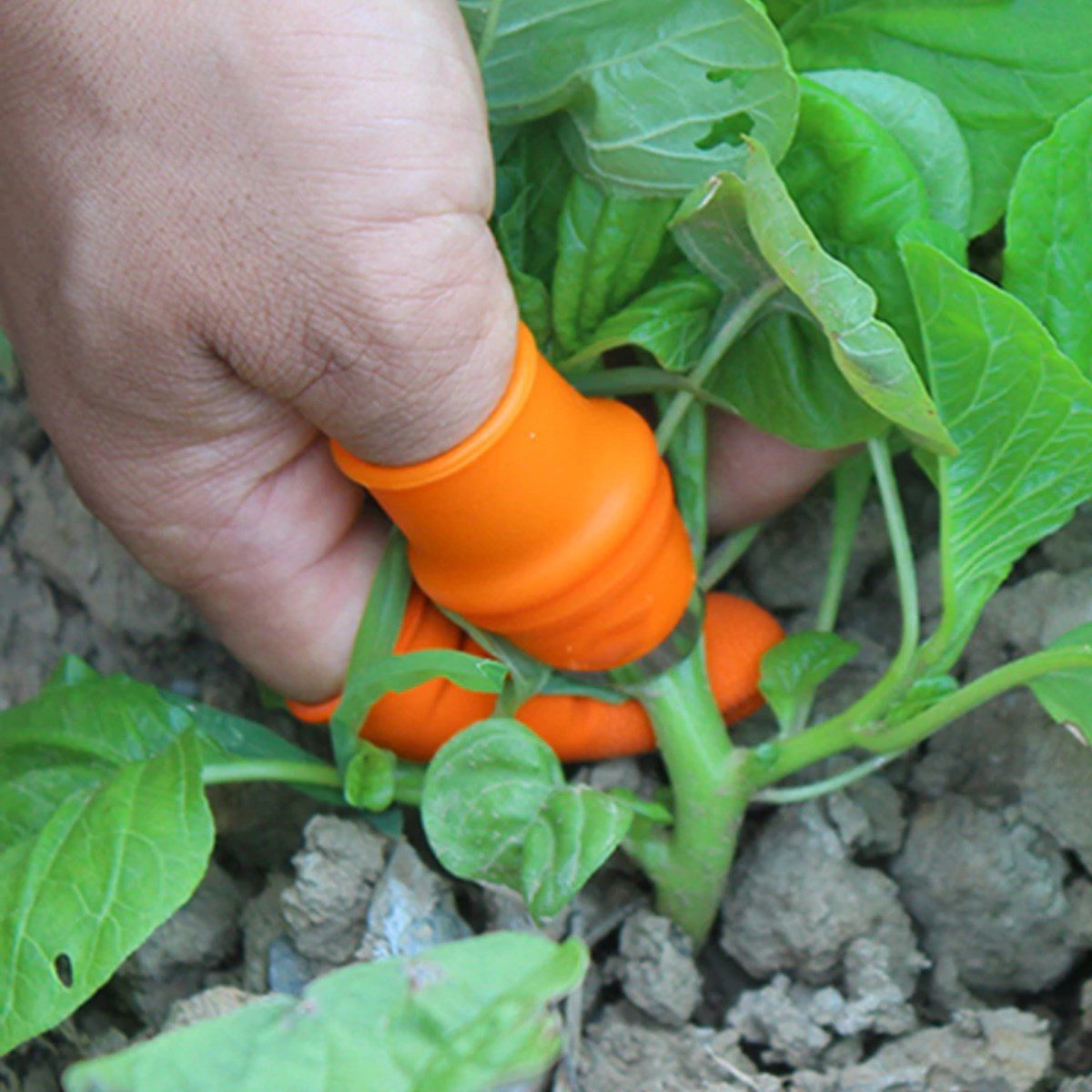 Silikon Parmak Koruyucu Meyve Toplama Aracı Bahçe Kesme Bıçak Eldiven (4172)