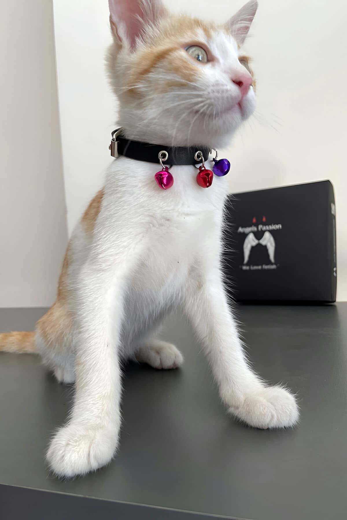 Lisinya41 3 Zilli Kedi Tasması, Deri Kedi Tasması - Ürün Rengi: