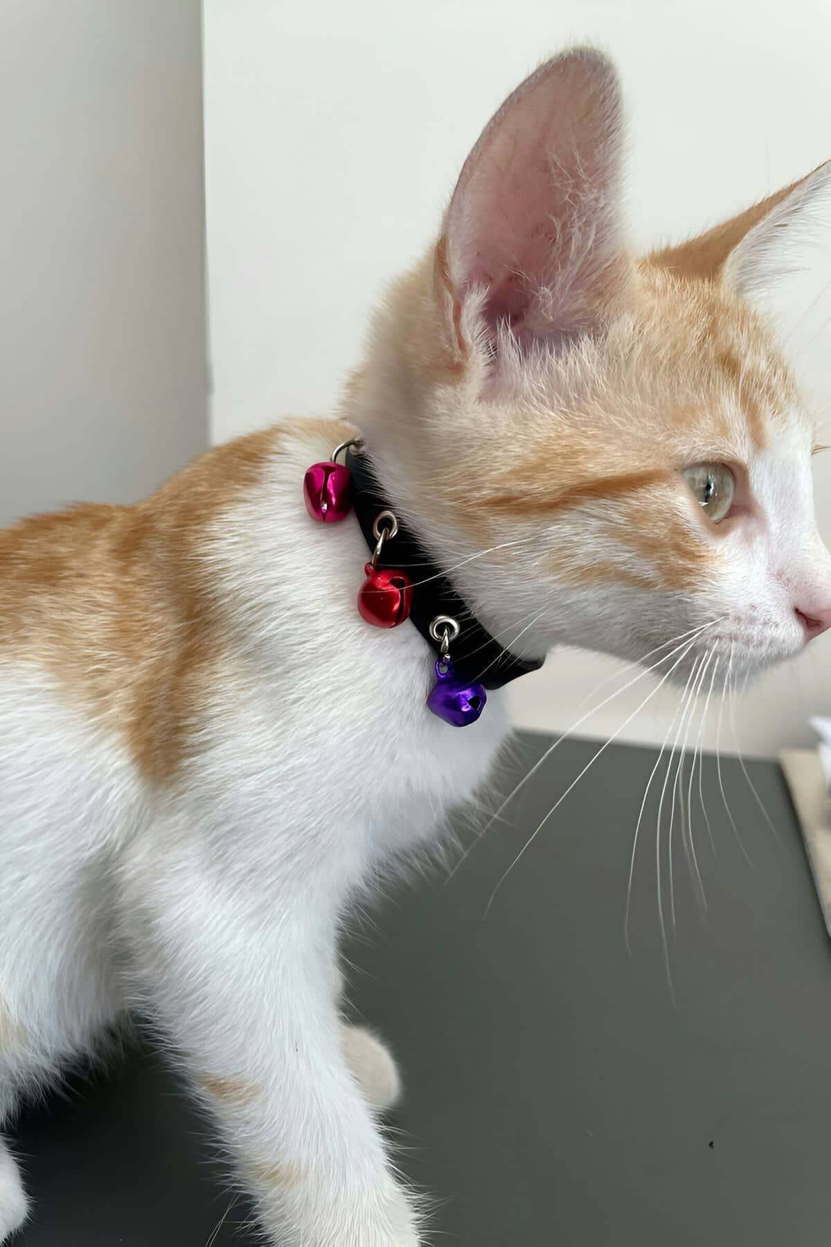 Lisinya41 3 Zilli Kedi Tasması, Deri Kedi Tasması - Ürün Rengi:
