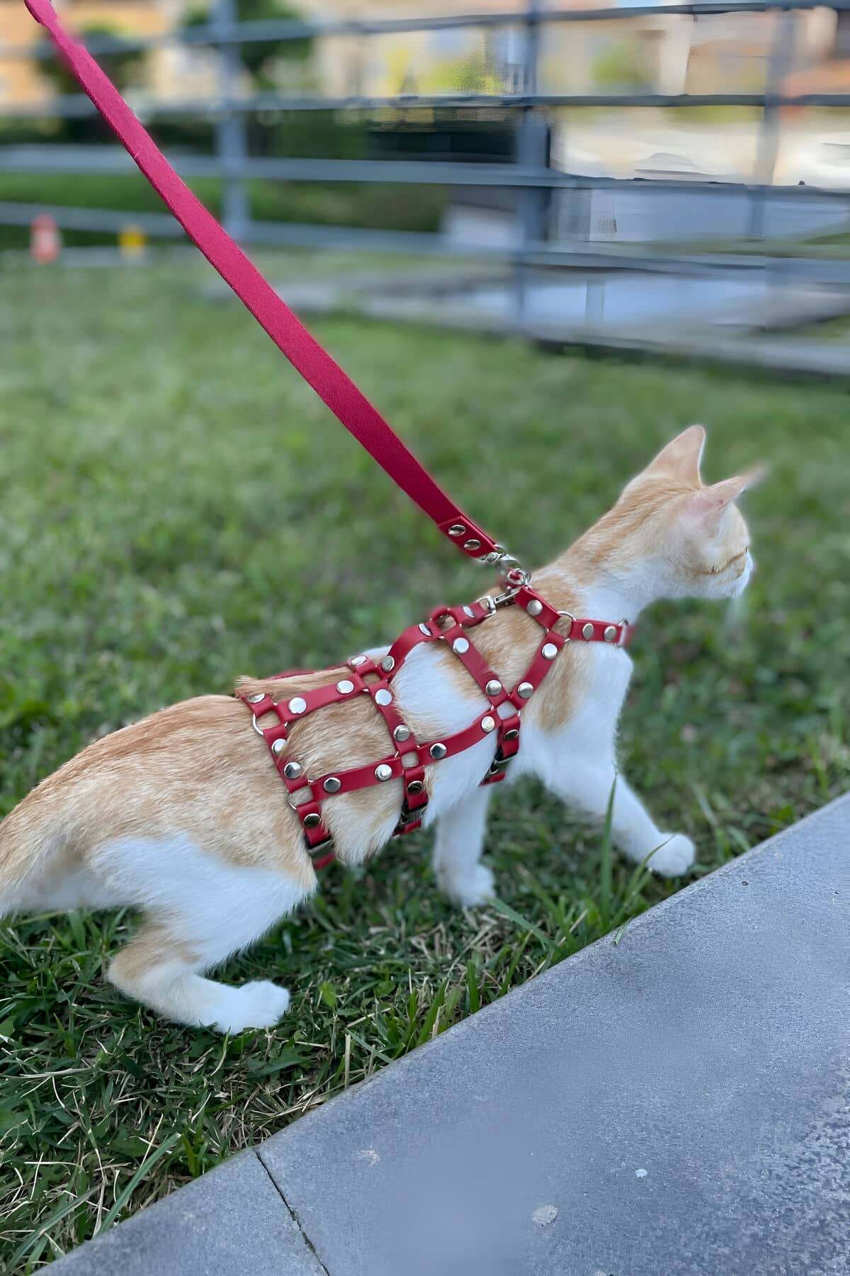 Lisinya41 Full Body Kedi Harness, Kedi Gezdirme Tasması, Kedi Sokak Tasması - Ürün Rengi:Kırmızı