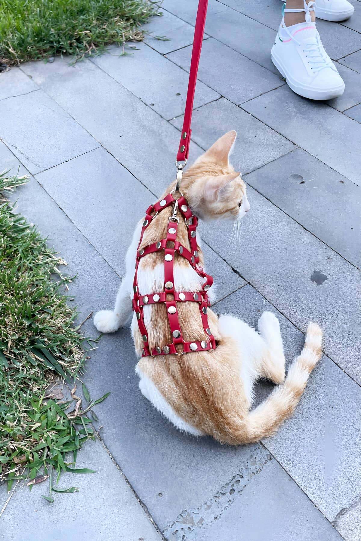 Lisinya41 Full Body Kedi Harness, Kedi Gezdirme Tasması, Kedi Sokak Tasması - Ürün Rengi:Kırmızı