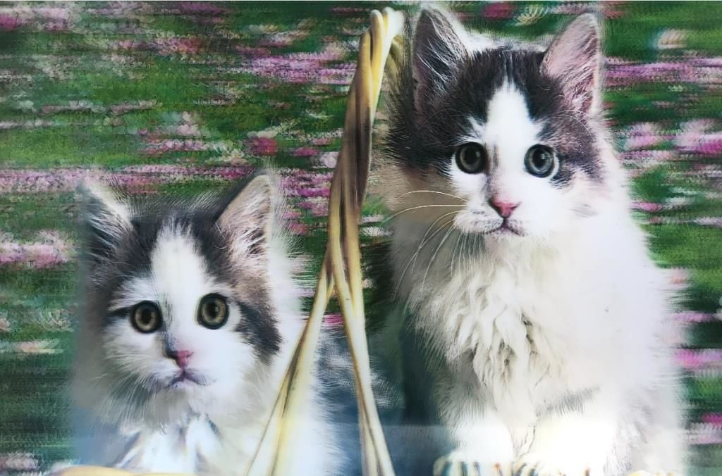 Lisinya193 5D Elmas Boyama Sevimli Kediler İkili Kedi Resmi Tablosu 40x60 cm