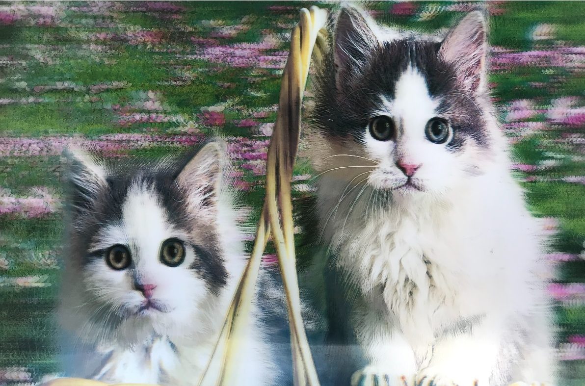 5D Elmas Boyama Sevimli Kediler İkili Kedi Resmi Tablosu 40x60 cm (Lisinya)