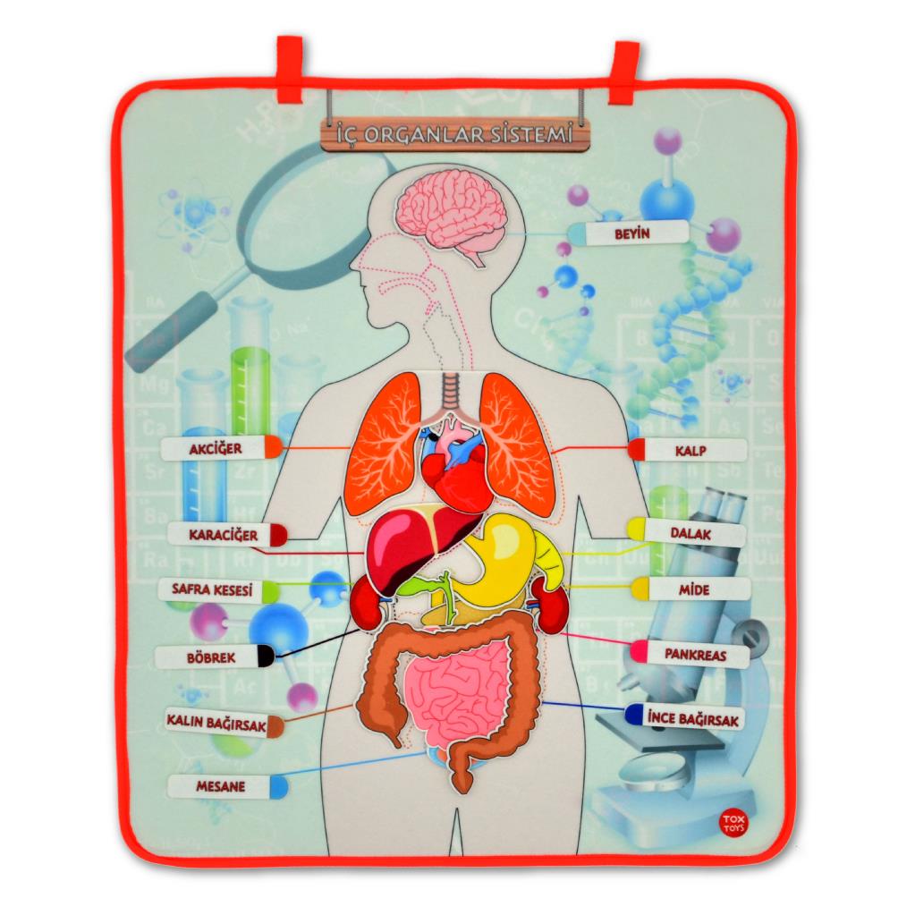 Lisinya247 İç Organlar Sistemi Keçe Duvar Panosu , Eğitici Oyuncak