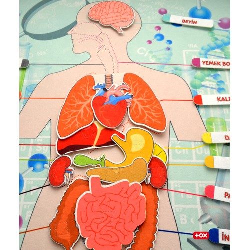 Lisinya247 İç Organlar Sistemi Keçe Duvar Panosu , Eğitici Oyuncak