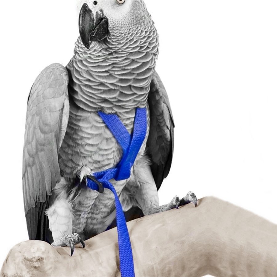 Lisinya205  Gezdirme Kayışlı Kuş Göğüs Tasma Seti 90 cm Mavi