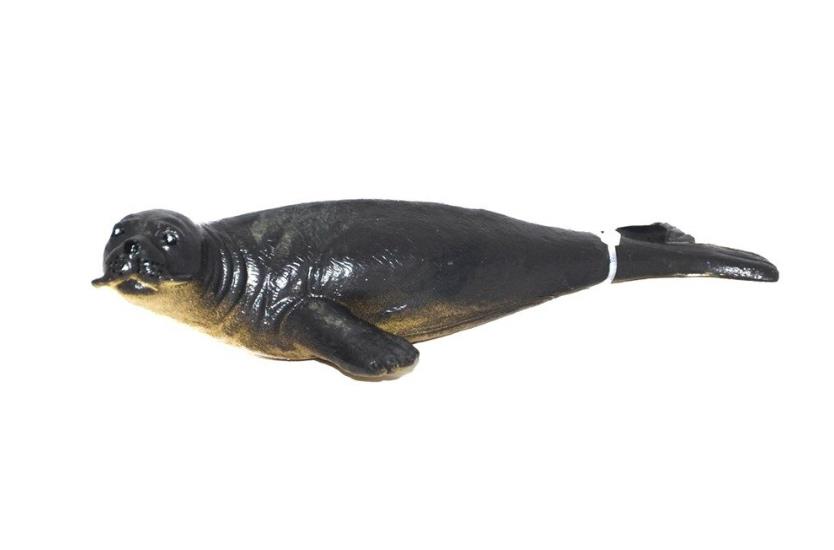 Deniz Hayvanları Serisi - E022-FokBalığı (Lisinya)